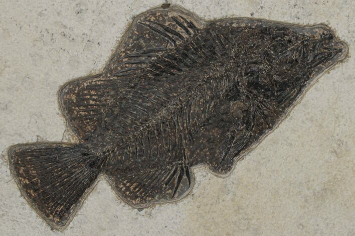 Fossil Fish (Cockerellites) - Green River Formation #211218
